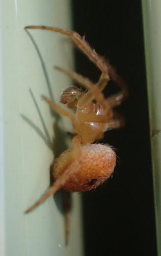 Réf. 240 094 : Araneus sp.